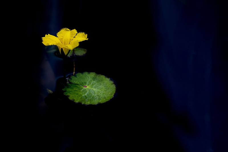 Mindfulness and Breath Connection